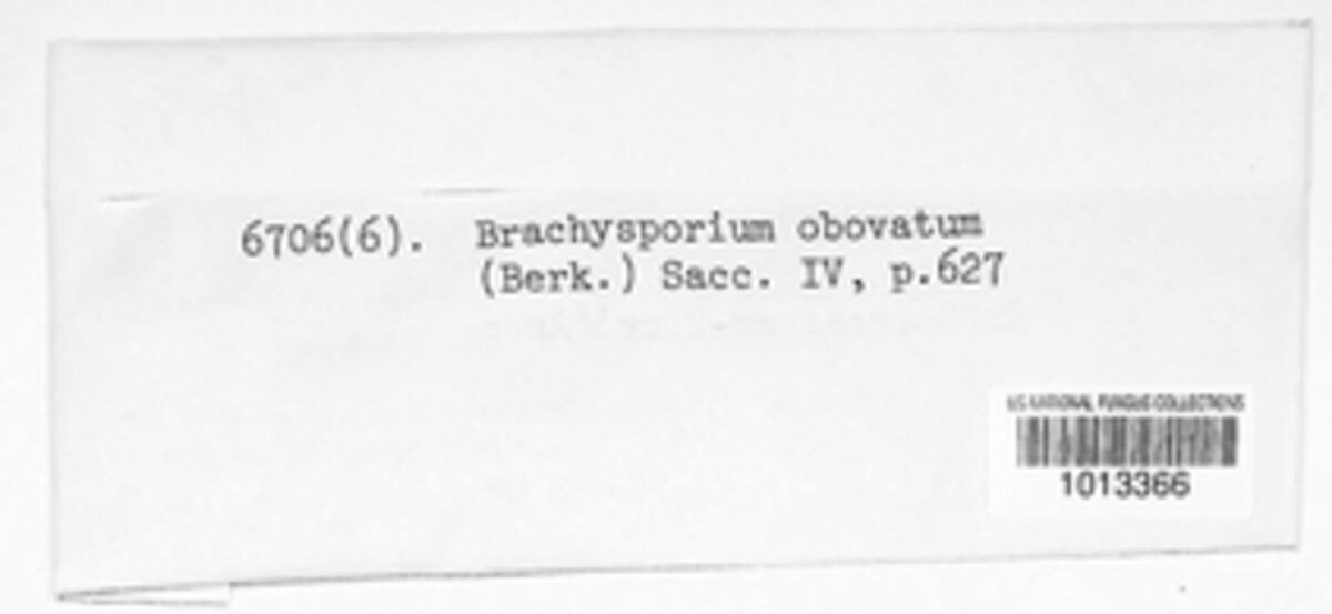 Brachysporium image